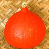 赤南京（甘栗南瓜）　加賀野菜事例