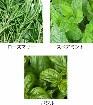 ハーブの事例
