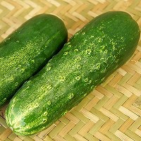 加賀太胡瓜　加賀太きゅうり　加賀野菜の例