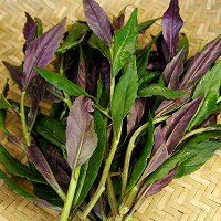 金時草（きんじそう）　加賀野菜の事例